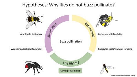 it is a large buzzing fly|Buzz, buzz, slap! Why flies can be so annoying .